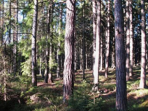 View of the forest in autumn Stock Photos