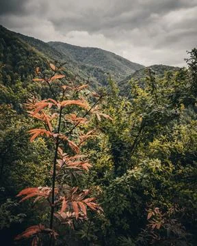 The view of the forest in autumn Stock Photos
