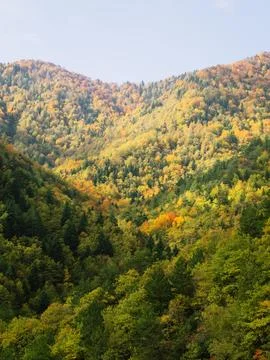 View of the forest in autumn Stock Photos