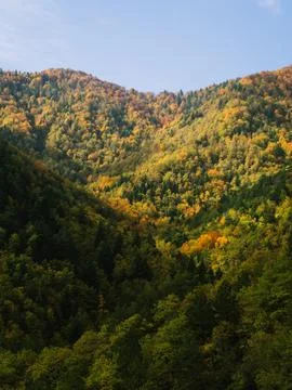 View of the forest in autumn Stock Photos