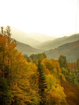 View of the forest in autumn Stock Photos