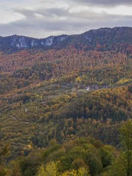 The view of the forest in autumn Stock Photos