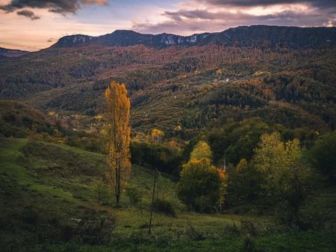 The view of the forest in autumn Stock Photos