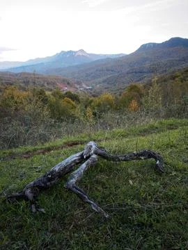 The view of the forest in autumn Stock Photos