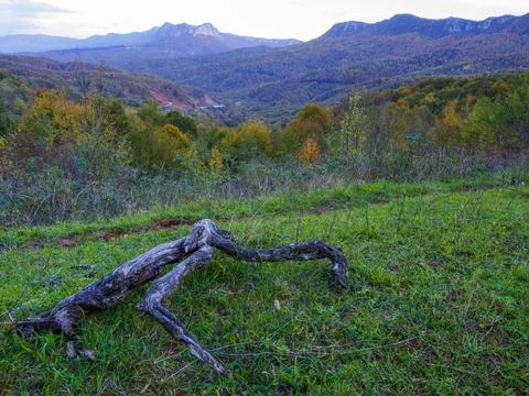 The view of the forest in autumn Stock Photos