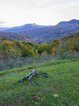 The view of the forest in autumn Stock Photos