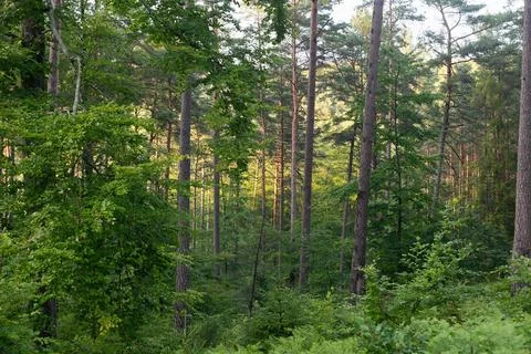 View at the forest. Background of green forest at evening light. Stock Photos