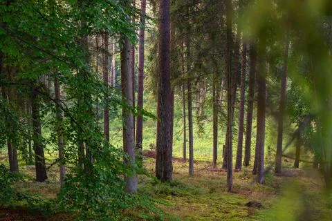 View at the forest. Background of green forest at evening light. Фото