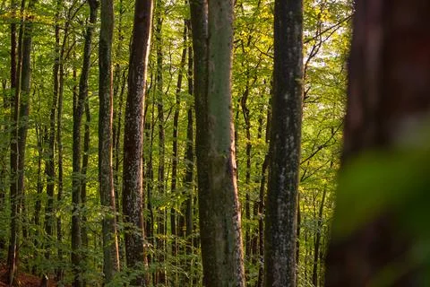 View at the forest. Background of green forest at evening light. Stock Photos