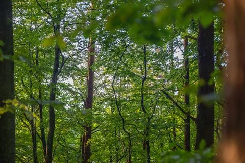 View at the forest. Background of green forest at evening light. Stock Photos