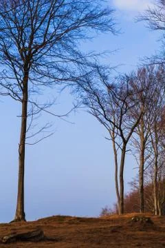 View forest baltic sea Stock Photos
