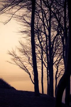 View forest baltic sea Stock Photos