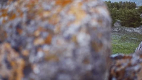 View of the forest from behind a stone shelter. Watch Stock Footage 276272649