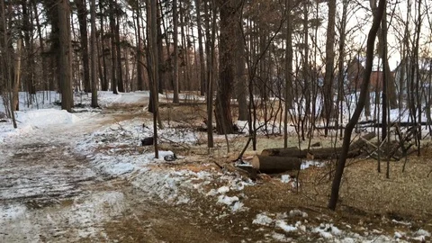 View of a forest being culled to prevent spread of a parasite killing trees Video stock 85869260