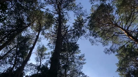 View in the forest from bottom to top rotation Stock Footage 141211622