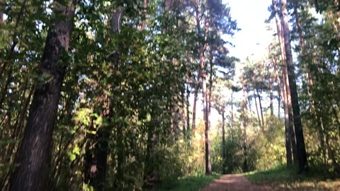 View in the forest from bottom to top rotation Stock Footage 141920267