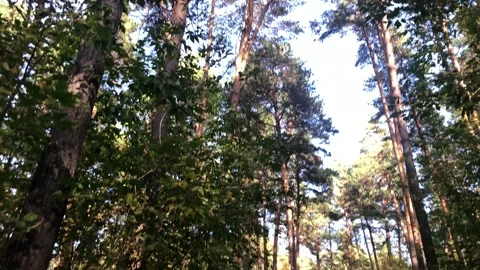 View in the forest from bottom to top. Slow motion Stock Footage 141920675