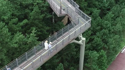 View of a forest with a bridge Video stock 306040488