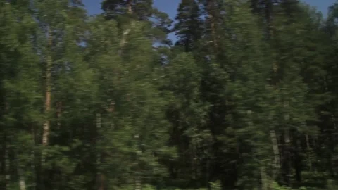View of the forest from the bus window Stock Footage 158219236