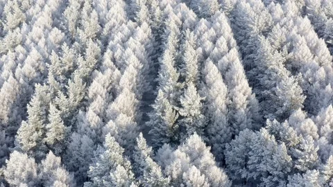 View of forest capped by snow. Snow on beautiful green pine forest. Winter Stock Footage 144942523