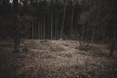 View of the forest on the clearing Stock Photos