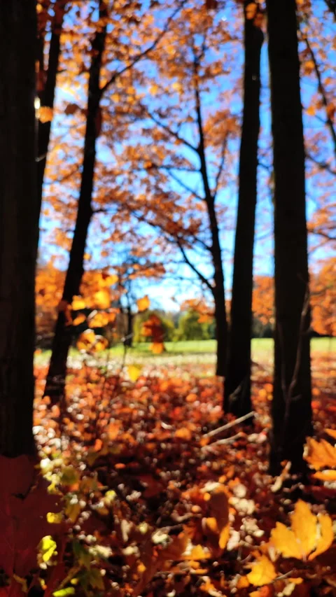 View forest with clearing on sunny windy day in autumn. Brown leaves Vertical Stock Footage 329591444