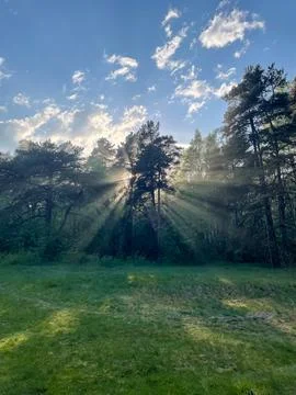 View of forest clearing with sunrays breaking through trees beyond Stock Photos