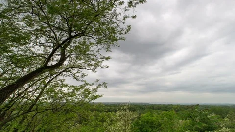 View of a forest in a cloudy and windy day. Time lapse, wide angle, 4K.  動画素材 79100374