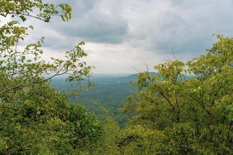 A view of a forest with a cloudy sky in the background 写真素材