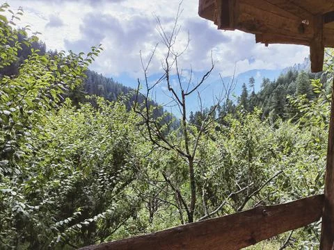 View of the forest from the cottage Stock Photos