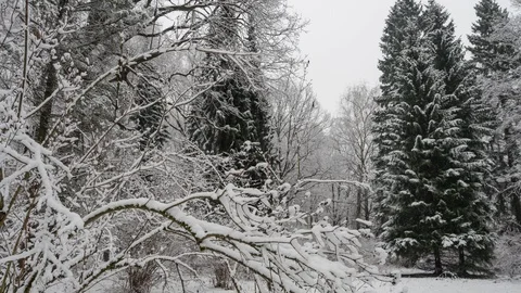 View of Forest covered by snow Stock Footage 122918052