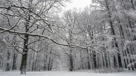 View of Forest covered by snow Stock Footage 170475110