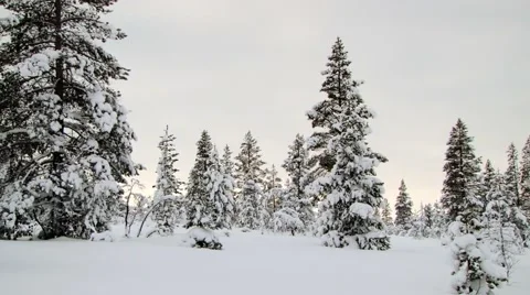 View to the forest covered with snow in Saariselka, Finland. Stock Footage 61086212