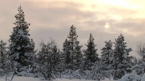 View to the forest covered with snow in winter in Saariselka, Finland. Stock Footage 61085778