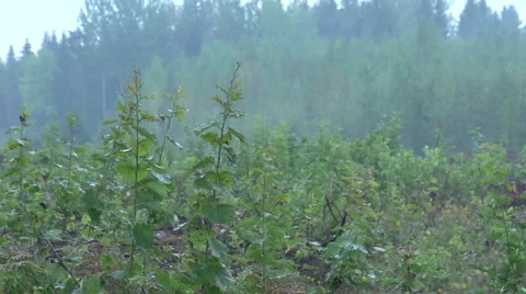 View to the forest cut. Stock Footage 47653815