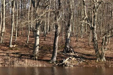 View of a forest in Denmark north form copenhagen Foto stock