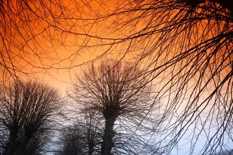 View of a forest in Denmark north form copenhagen Foto stock