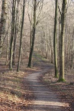 View of a forest in Denmark north form copenhagen Stock Photos