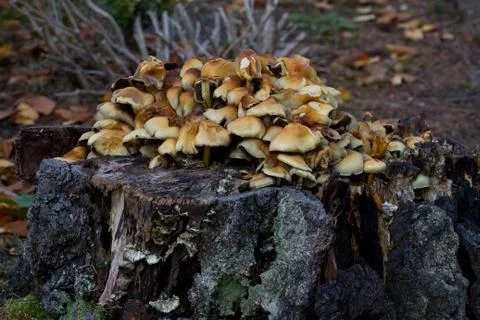 View of a forest in Denmark north form copenhagen Stock Photos