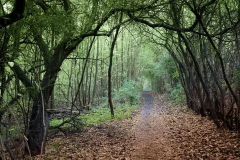 View of a forest in Denmark north form copenhagen Stock Photos