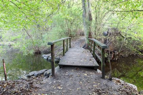 View of a forest in Denmark north form copenhagen Stock Photos
