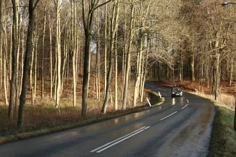 View of a forest in Denmark north form copenhagen Stock Photos