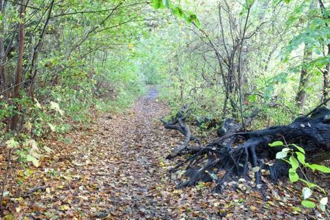 View of a forest in Denmark north form copenhagen Stock Photos