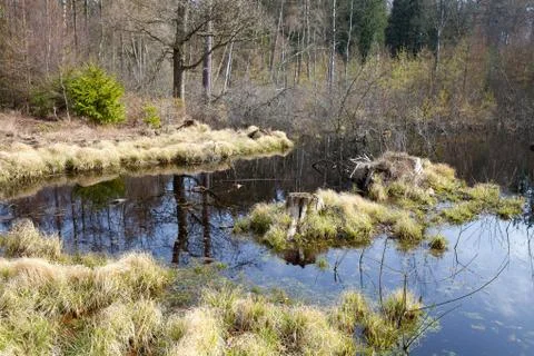 View of a forest in Denmark north form copenhagen Stock Photos