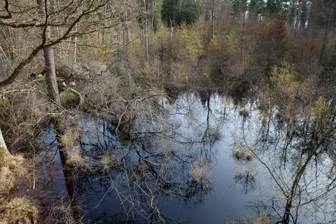 View of a forest in Denmark north form copenhagen Stock Photos