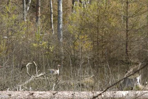 View of a forest in Denmark north form copenhagen Stock Photos