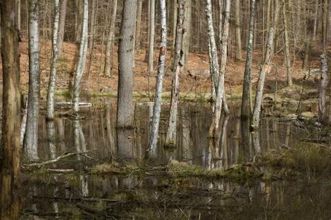 View of a forest in Denmark north form copenhagen Foto stock