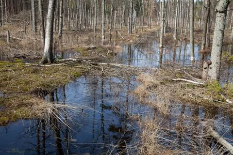 View of a forest in Denmark north form copenhagen Stock Photos