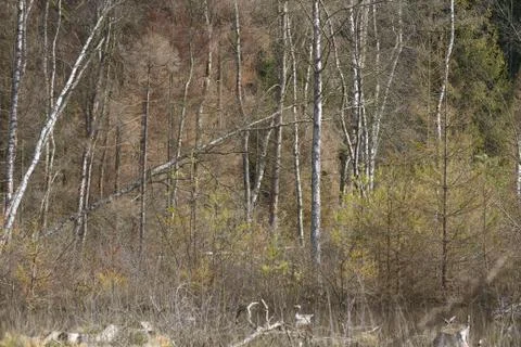 View of a forest in Denmark north form copenhagen Stock Photos