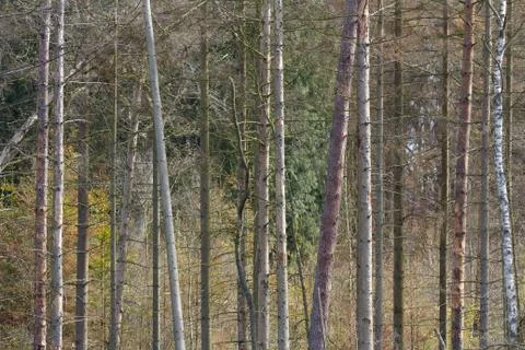 View of a forest in Denmark north form copenhagen Stock Photos